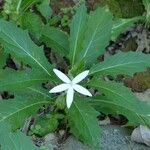 Hippobroma longiflora Hábito