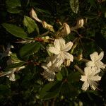 Rhododendron viscosum പുഷ്പം