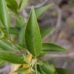 Volkameria heterophylla Feuille