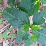 Spigelia anthelmia Folha