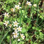 Micranthes californica Hábito