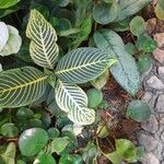 Sanchezia oblonga Leaf