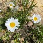 Leucanthemopsis alpina 花