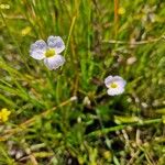 Baldellia ranunculoides Fiore