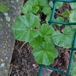 Malva pusilla Blad