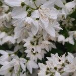 Deutzia gracilisKvět