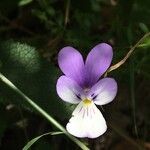 Viola bubanii പുഷ്പം