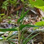 Freycinetia schlechteri ᱛᱟᱦᱮᱸ