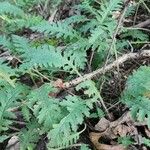 Pedicularis canadensis 叶