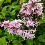 Syringa pubescens Kukka