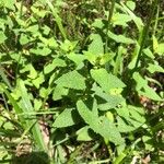 Teucrium scorodoniaLeaf