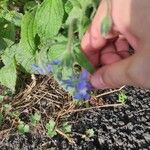 Borago officinalisFlower