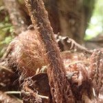 Asplenium hypomelas Drugo