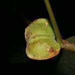 Jatropha costaricensis