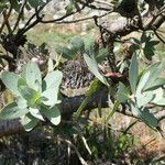 Protea nitida Blatt