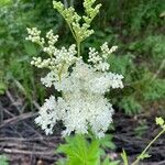 Filipendula ulmariaCvet