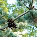 Pinus parviflora फल