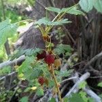 Ribes inerme Hábito