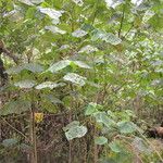 Neoboutonia macrocalyx Habitus