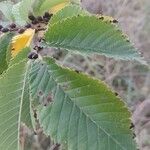 Ulmus carpinifolia Feuille