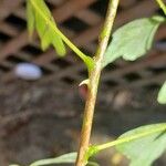 Erythrina herbacea Bark