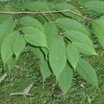 Acer carpinifolium Likasa