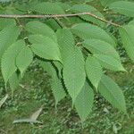 Acer carpinifolium Blad