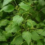 Urtica morifolia Habit
