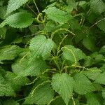 Urtica morifolia Plante entière