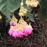 Dombeya wallichii Blüte