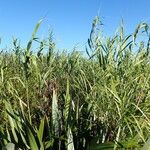 Phragmites karka Habitus