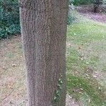 Quercus libani Bark