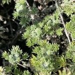 Artemisia frigida Blatt