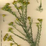 Vogtia annua Mosusu