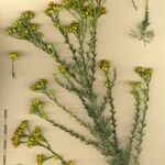 Tanacetum annuum Other