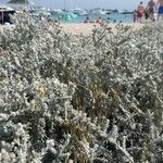 Achillea maritima Hàbitat