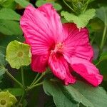 Hibiscus moscheutos Hábitos