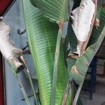 Strelitzia nicolai Συνήθη χαρακτηριστικά