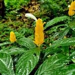 Pachystachys luteaFlower