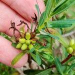 Daphne striata Frucht