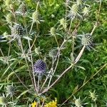 Eryngium planum অভ্যাস