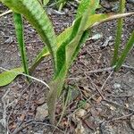 Sansevieria hyacinthoidesFeuille