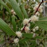 Hakea dactyloides Blüte