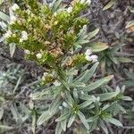Echium brevirame Staniste