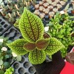 Pilea mollis Hoja