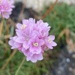 Armeria maritima Kvet