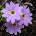 Primula walshii