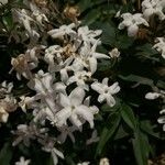 Jasminum officinale Flor