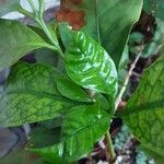 Coffea arabica Blatt