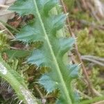 Cirsium acaulon Hoja